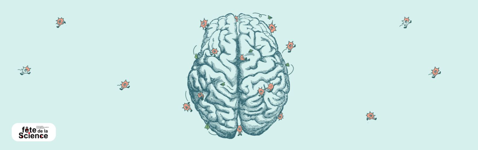 Un cerveau et ses connections neuronales