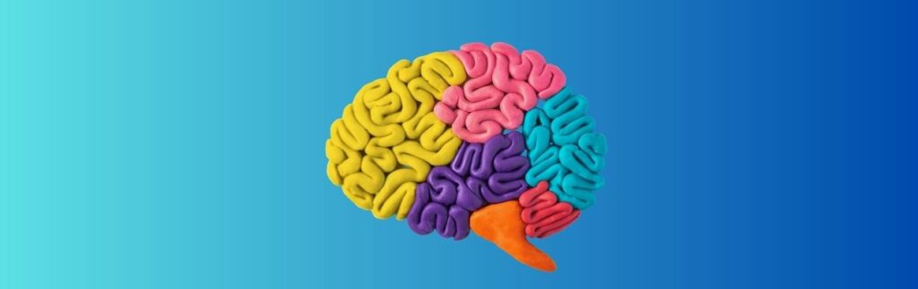 Maquette d'un cerveau en pate à modeler